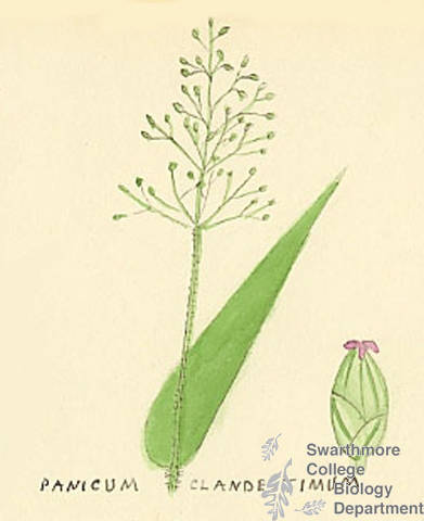 Botanical drawing of genus Panicum and species cladestimum