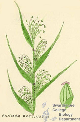 Botanical drawing of genus Panicum and species gattingeri