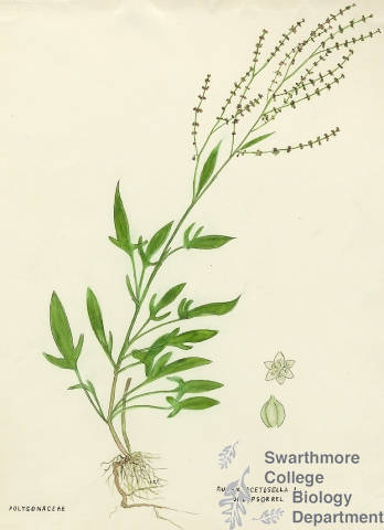 Botanical drawing of genus Rumex and species acetosella
