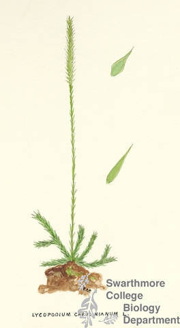 Botanical drawing of genus Lycopodium and species carolinianum