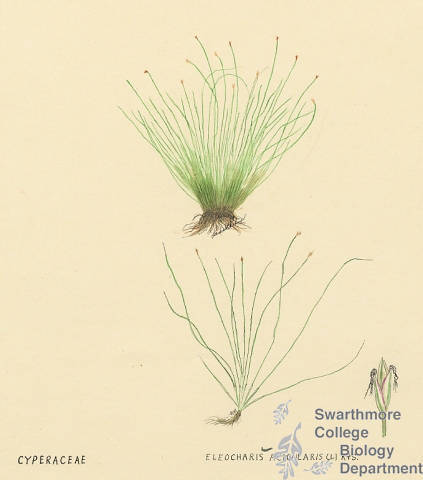 Botanical drawing of genus Eleocharis and species acicularis
