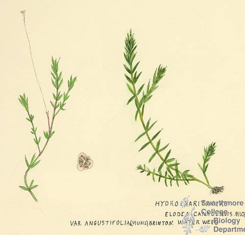Botanical drawing of genus Elodea and species canadensis