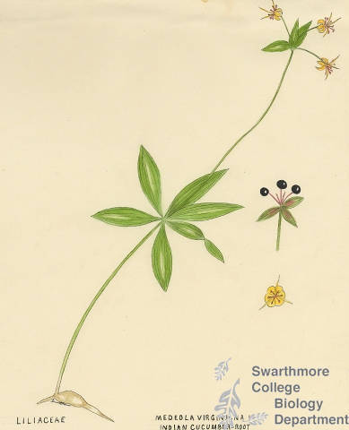 Botanical drawing of genus Medeola and species virginiana