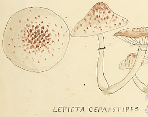 Botanical drawing of genus Lepiota and species cepaestipes