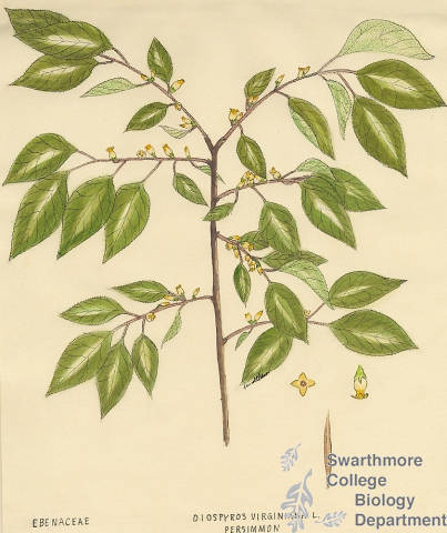 Botanical drawing of genus Diospyros and species virginiana