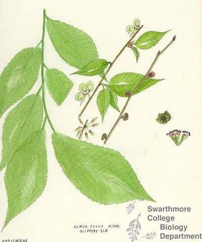 Botanical drawing of genus Ulmus and species fulva