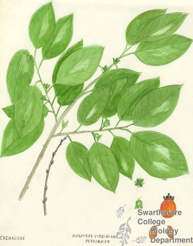 Botanical drawing of genus Diospyros and species virginiana