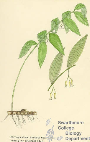 Botanical drawing of genus Polygonatum and species pubescens