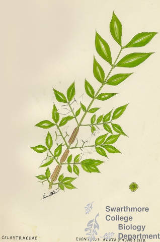 Botanical drawing of genus Euonymus and species alata