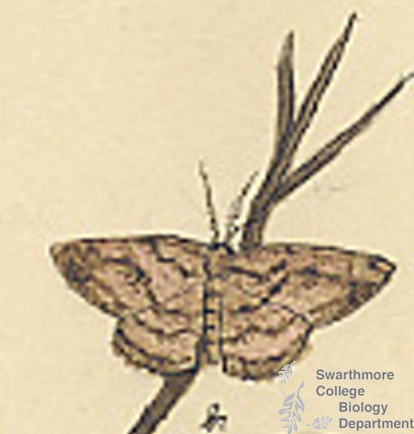 Botanical drawing of genus Cleora and species pampinaria