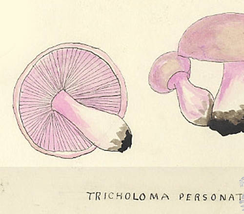Botanical drawing of genus Tricholoma and species personata