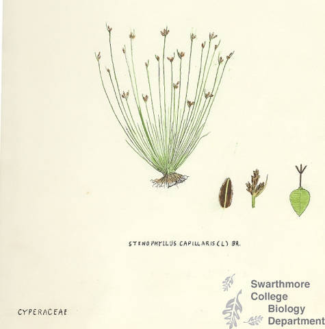 Botanical drawing of genus Stenophyllus and species capillaris