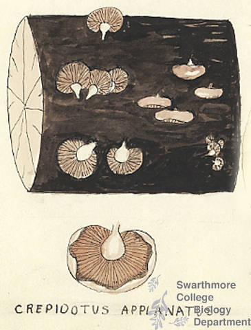 Botanical drawing of genus Crepidotus and species applanatus