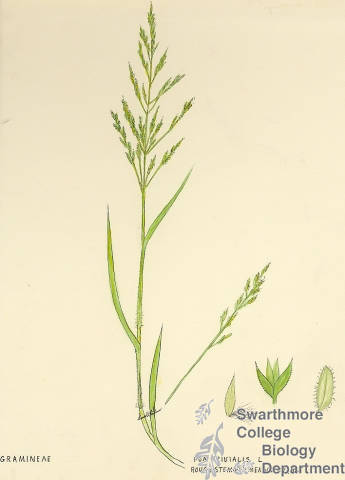 Botanical drawing of genus Poa and species trivialis