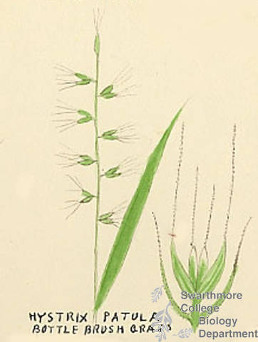 Botanical drawing of genus Hystrix and species patula