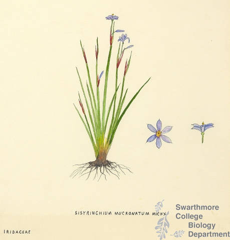 Botanical drawing of genus Sisyrinchium and species mucronatum