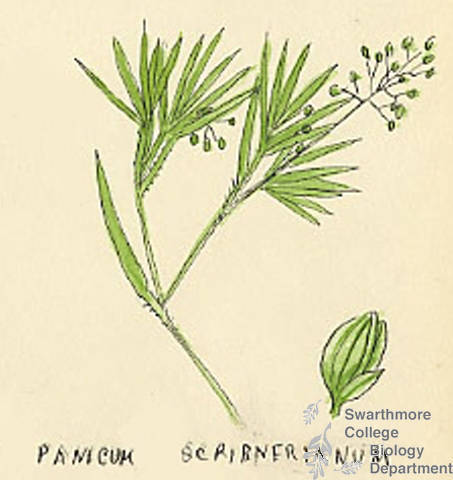 Botanical drawing of genus Panicum and species scribnerianum