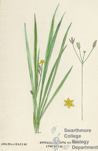 Botanical drawing of genus Hypoxis and species hirsuta