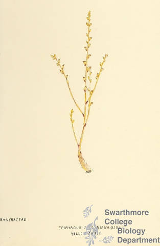 Botanical drawing of genus Epiphagus and species virginiana