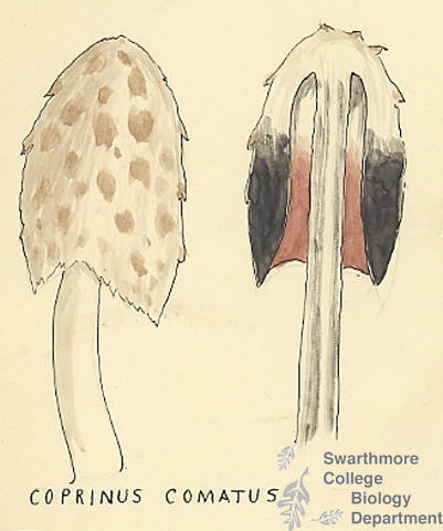 Botanical drawing of genus Coprinus and species comatus
