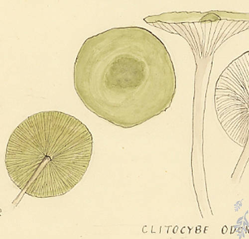 Botanical drawing of genus Clitocybe and species odora