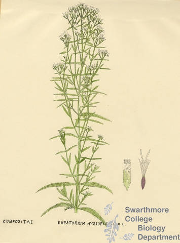 Botanical drawing of genus Eupatorium and species hyssopifolium