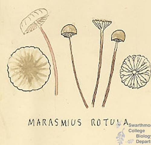 Botanical drawing of genus Marasmius and species rotula