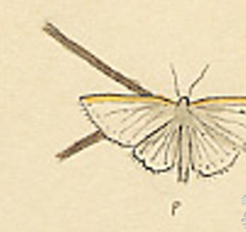 Botanical drawing of genus Crambus and species turbatellus