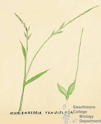 Botanical drawing of genus Muhlenbergia and species tenuiflora