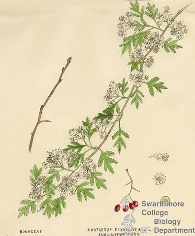 Botanical drawing of genus Crataegus and species oxyacanthus