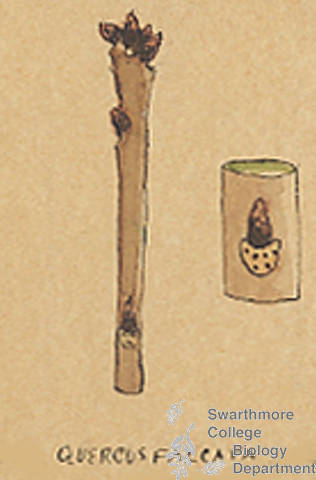 Botanical drawing of genus Quercus and species falcata