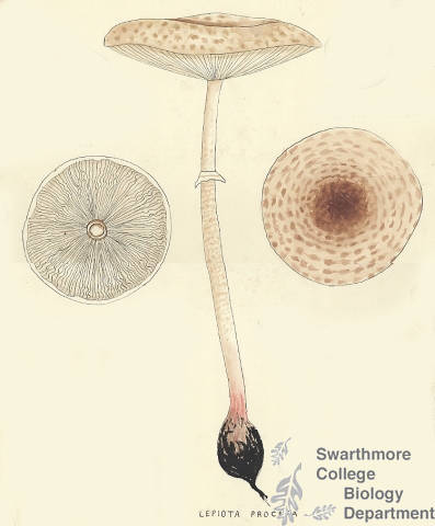 Botanical drawing of genus Lepiota and species procera