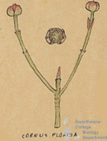 Botanical drawing of genus Cornus and species florida