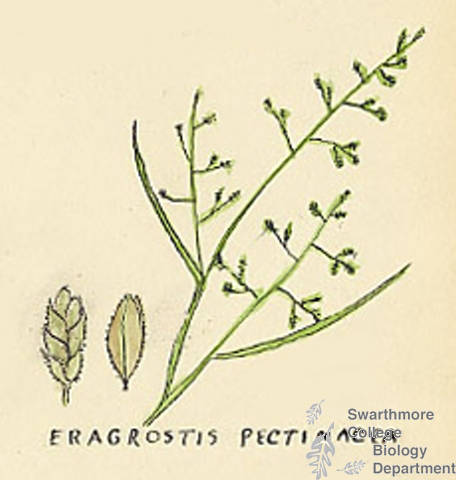 Botanical drawing of genus Eragrostis and species pectinacea