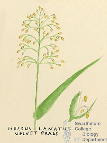 Botanical drawing of genus Holcus and species lanatus