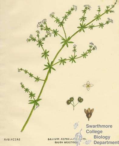Botanical drawing of genus Galium and species asprellum