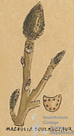 Botanical drawing of genus Magnolia and species soulangeana
