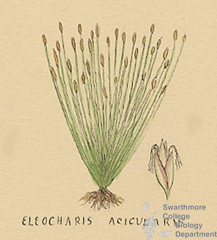 Botanical drawing of genus Eleocharis and species acicularis