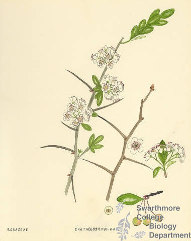Botanical drawing of genus Crataegus and species crusgalli