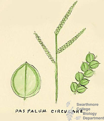 Botanical drawing of genus Paspalum and species circulare