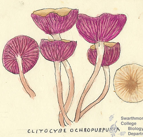 Botanical drawing of genus Clitocybe and species ochropurpurea