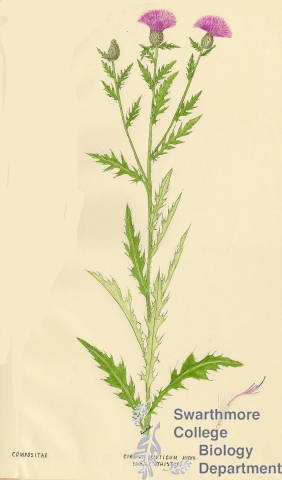 Botanical drawing of genus Cirsium and species muticum