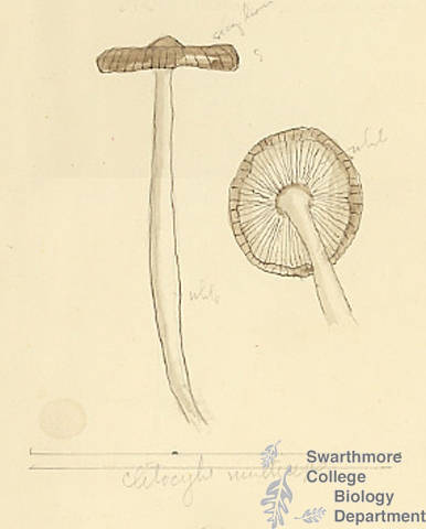 Botanical drawing of genus Clitocybe and species nunlticeps
