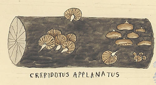 Botanical drawing of genus Crepidotus and species applanatus