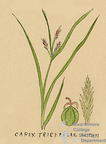 Botanical drawing of genus Carex and species triceps