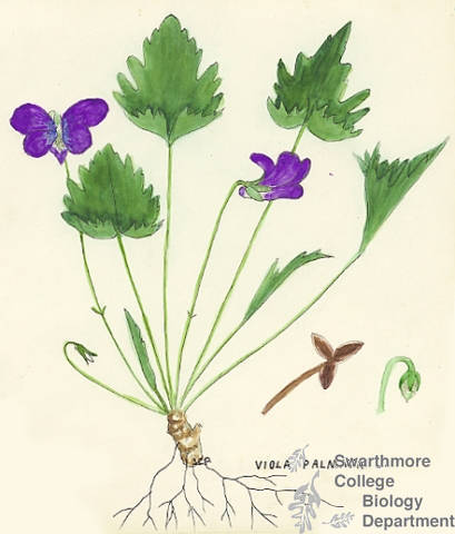 Botanical drawing of genus Viola and species palmata