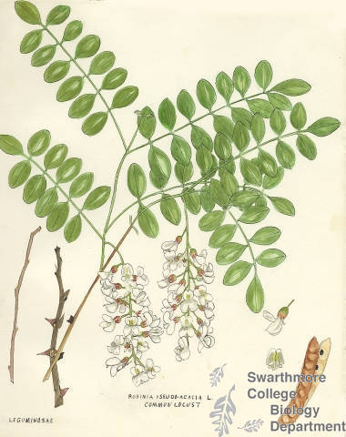 Botanical drawing of genus Robinia and species pseudoacacia
