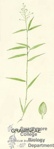 Botanical drawing of genus Panicum and species dichotomum