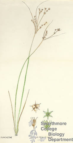 Botanical drawing of genus Juncus and species tenuis