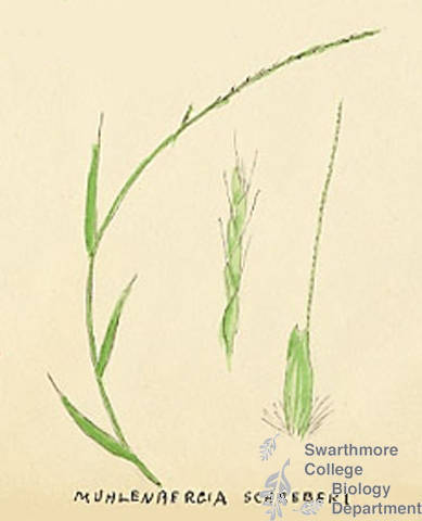 Botanical drawing of genus Muhlenbergia and species schreberi